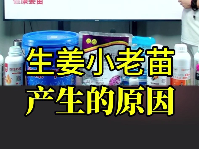 生姜小老苗 產生的原因 ()