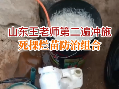 山東王老師第二遍沖施死棵爛苗防治組合 (68播放)
