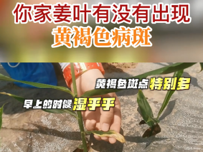 你家姜葉有沒有出現黃褐色病斑？ ()
