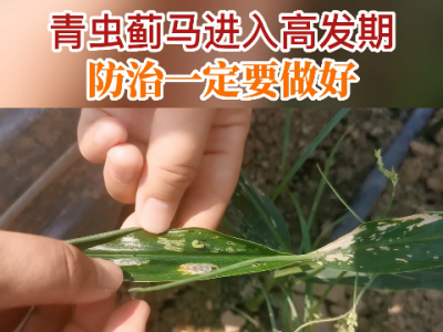 青蟲薊馬進入高發期防治一定要做好 ()