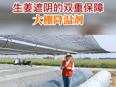 生姜遮陰的雙重保障--大棚降溫劑 ()
