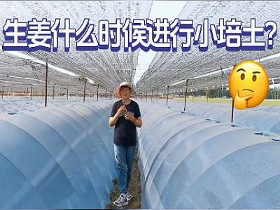 生姜小培土的最佳時期 ()