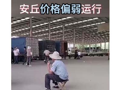 6月8日下午安丘黑埠子市場(chǎng)（行情偏弱） (88播放)