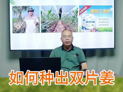 如何種出雙片姜 ()