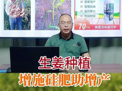 生姜種植增施硅肥助增產 (59播放)