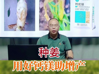 種姜用好鈣鎂助增產 (76播放)