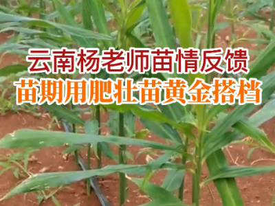 云南楊老師苗情反饋 (79播放)