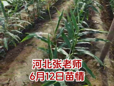 河北張老師6月12日苗情反饋 (84播放)