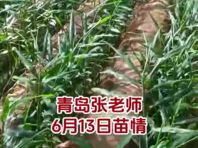 青島張老師 6月13日苗情反饋 (62播放)