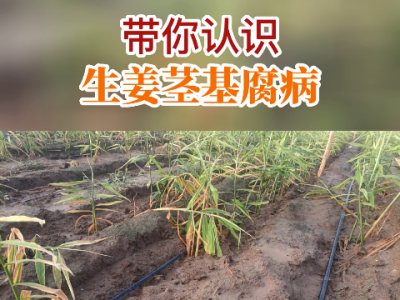 帶你認(rèn)識生姜莖基腐病 ()