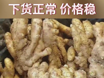 6月13日下午安丘黑埠子市場(chǎng)（價(jià)格平穩(wěn)） (86播放)