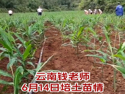 云南錢(qián)老師6月14日培土苗情 (94播放)