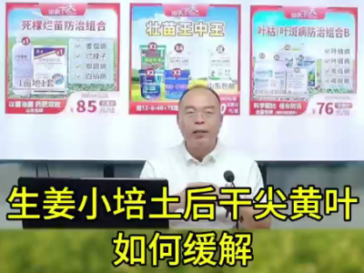 生姜小培土后干尖黃葉 如何緩解 ()