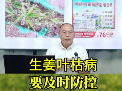 生姜葉枯病要及時防控 ()