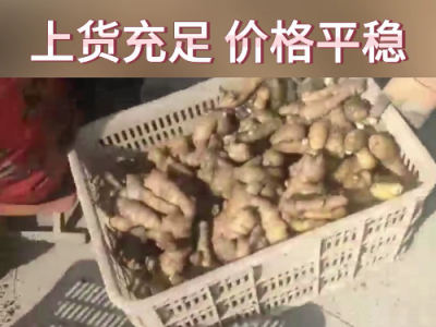 6月15日下午安丘黑埠子市場(chǎng)（價(jià)格平穩(wěn)） (105播放)