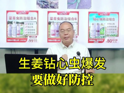 生姜鉆心蟲爆發要做好防控 ()