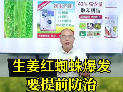生姜紅蜘蛛爆發(fā)要提前防治 ()