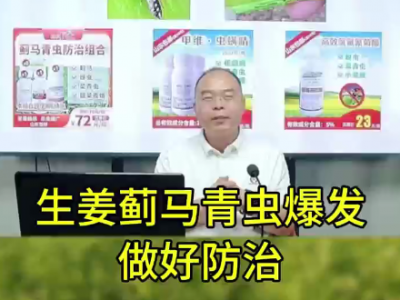 生姜薊馬青蟲爆發(fā) 做好防治 ()