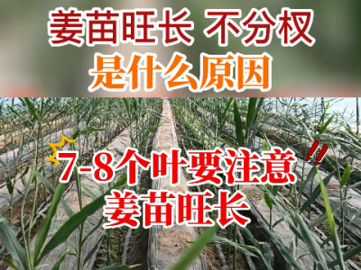 姜苗旺長不分杈是什么原因？ ()