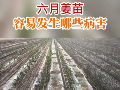 六月姜苗容易發生哪些病害？ ()