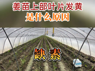 姜苗上部葉片發黃是什么原因？ ()
