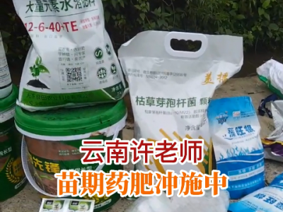 云南許老師苗期藥肥沖施中...... (82播放)