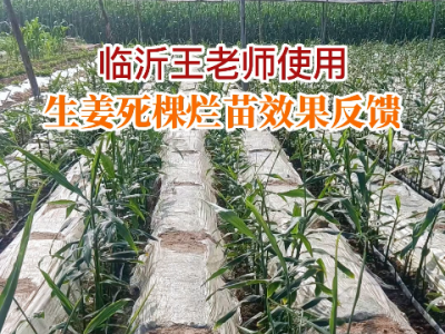 臨沂王老師使用生姜死棵爛苗組合效果反饋 (86播放)