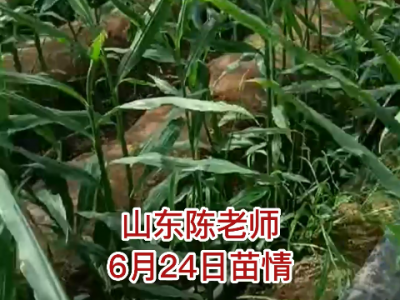 山東陳老師6月24日苗情反饋 (49播放)