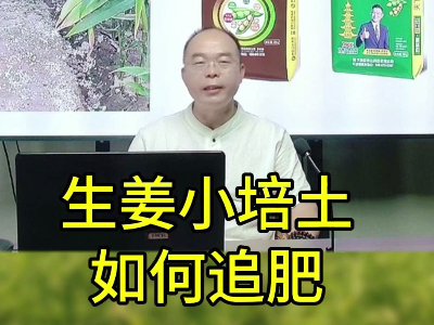 生姜小培土如何追肥 (50播放)