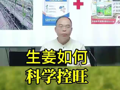 生姜如何科學控肥 ()