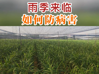 雨季來臨如何防病害？ ()