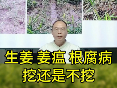 生姜姜瘟、根腐病 挖還是不挖？ ()