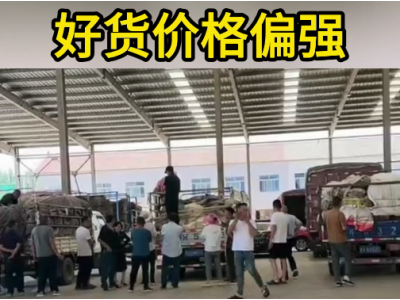6月26日下午安丘黑埠子市場(chǎng)（好貨價(jià)硬） (67播放)