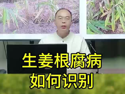 生姜根腐病如何識別 ()