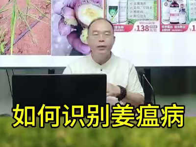 如何識別姜瘟病 ()