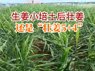 河南牛老師生姜苗情反饋 (57播放)