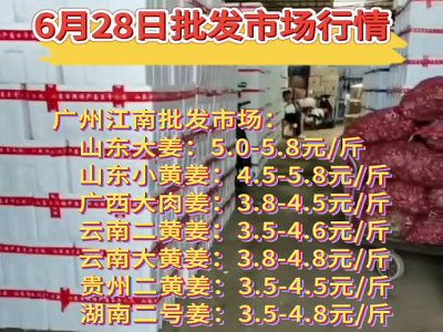 6月28日廣州江南批發市場生姜價格行情 (162播放)
