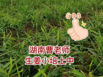 湖南曹老師生姜小培土中... (66播放)