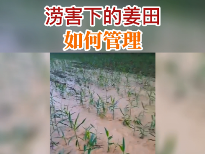 澇害下的姜田如何管理？ ()