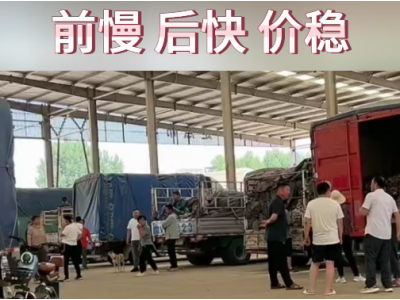 6月28日下午安丘黑埠子市場(chǎng)（先慢后快） (79播放)