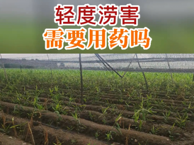 輕度澇害需要用藥嗎？ ()