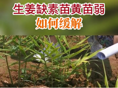 生姜缺素苗黃苗弱如何緩解？ ()