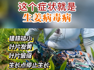 這個(gè)癥狀就是生姜病毒病！ ()