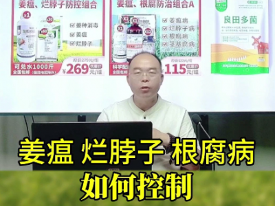 姜瘟爛脖子根腐病如何控制？ ()