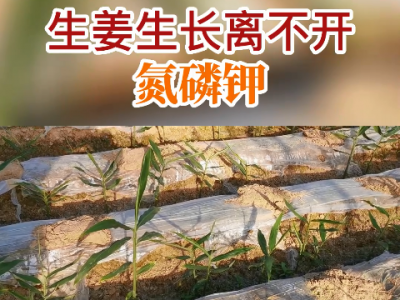 生姜生長離不開氮磷鉀 ()