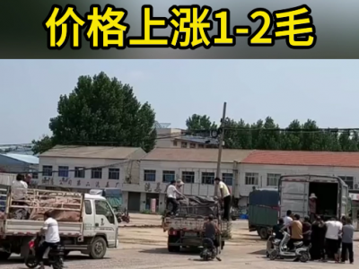 7月3日下午安丘黑埠子市場（漲1-2毛） (92播放)