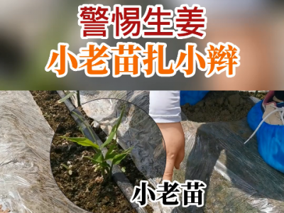 警惕生姜小老苗扎小辮 ()