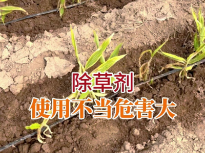 除草劑使用不當危害大 ()