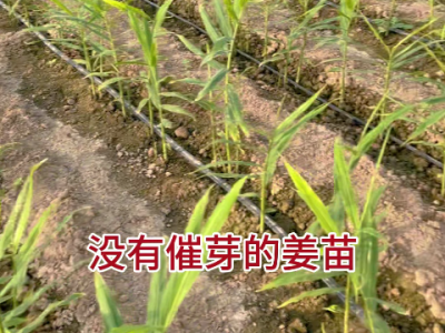 沒催芽生姜如體提苗？ ()