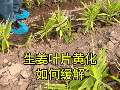 生姜葉片黃化如何緩解？ ()